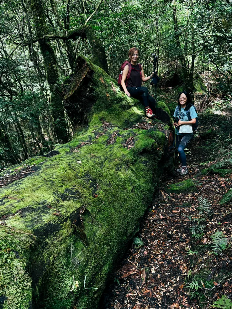 傾倒的巨大檜木，身上己被盗採～