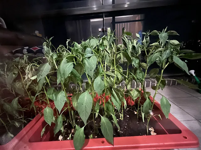 葉子已恢復了大約7成