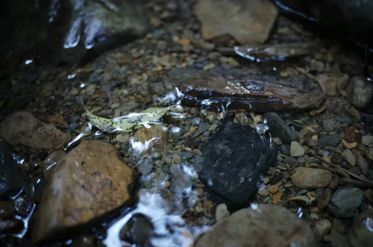 山泉(Leica M10-R+ APO-SUMMICRON-M 35 f/2 ASPH.)
