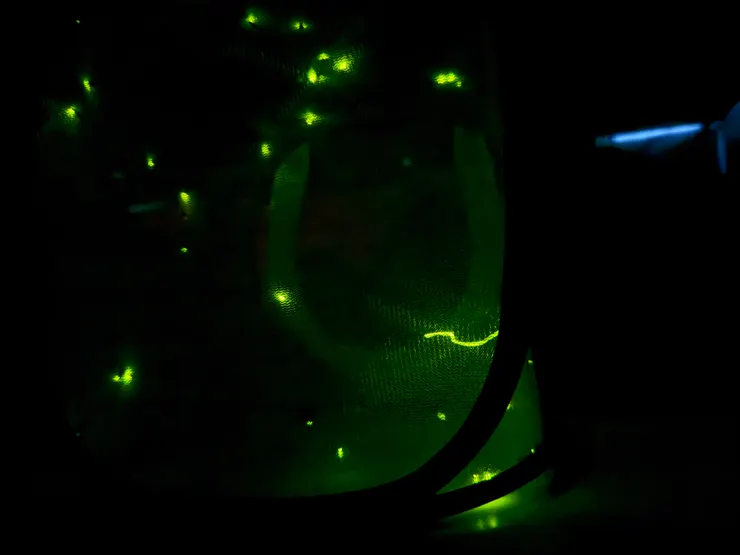 2026/04/25 暗房裡面看螢火蟲