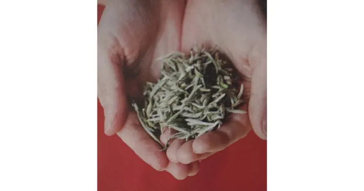 新採摘的白毫銀尖（截自《訪茶》）