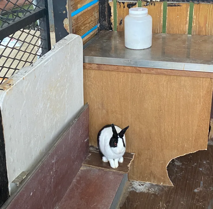 意外發現的兔子🐰