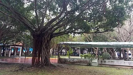 [新北美食]板橋區溪崑二街大坪數溪洲公園、私密賞櫻花地點的板
