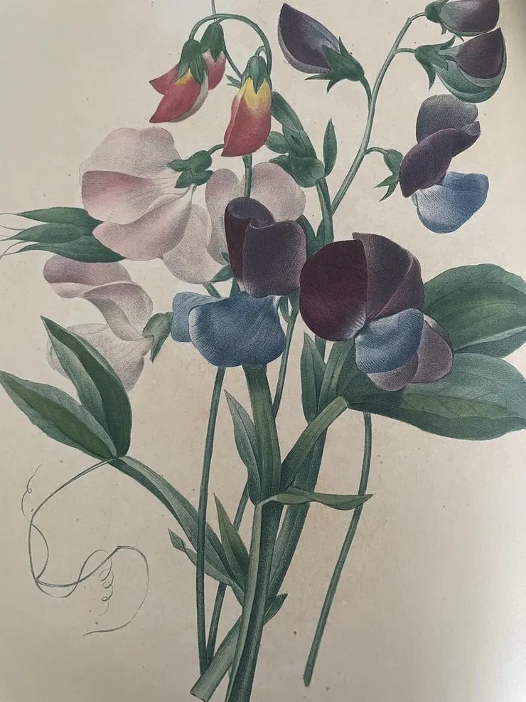 Sweet Peas 豌豆花插圖