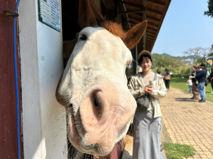 / 后里馬場的馬兒 好療癒！ /