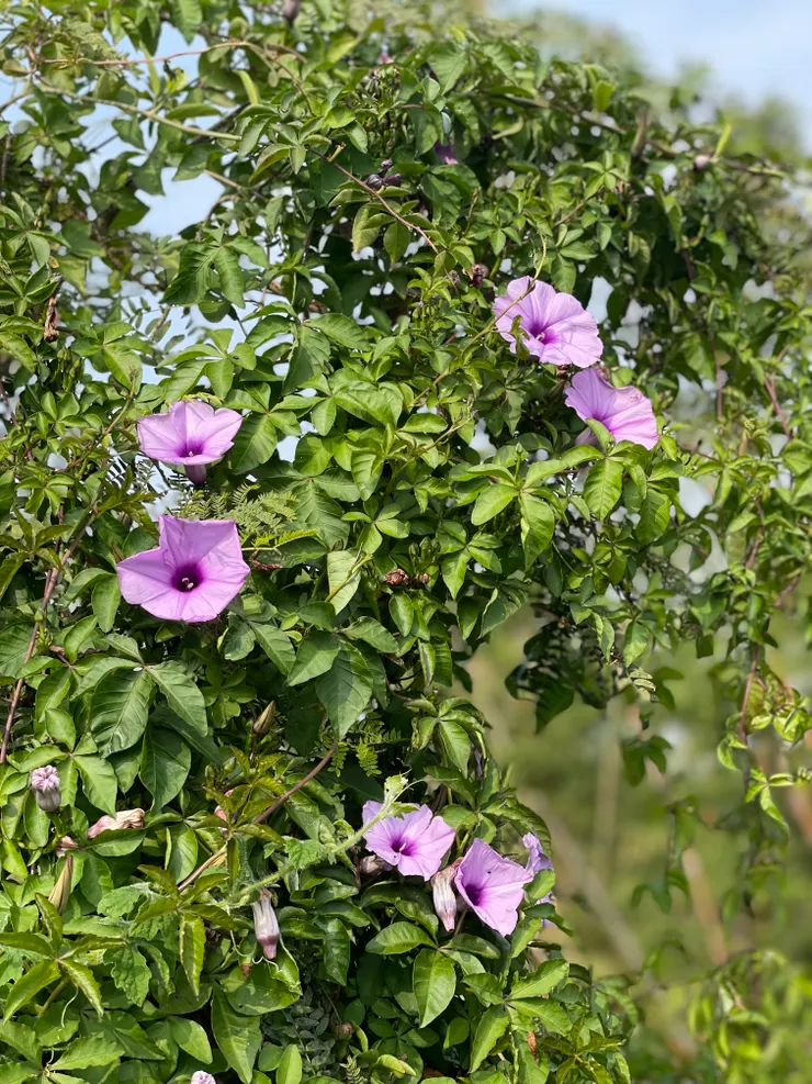 很喜歡看到牽牛花（朝陽花）