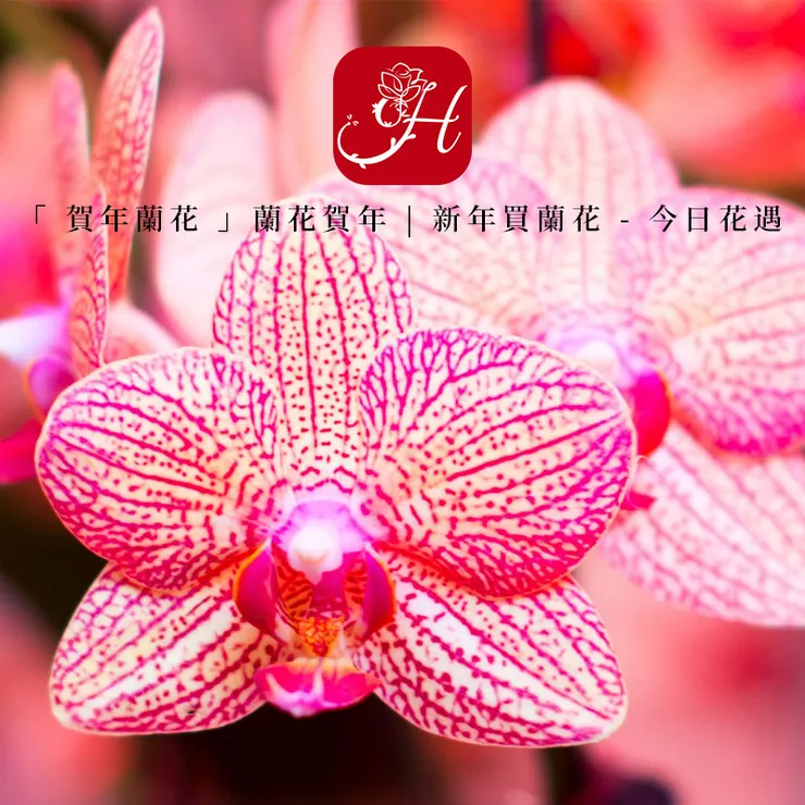 賀年蘭花，蘭花賀年，新年買蘭花 2412051_