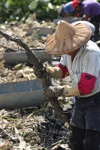 農人挖起蓮藕後 隨手去除側芽及泥根