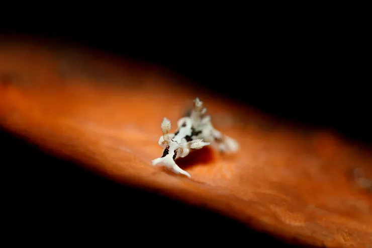 3mm / 乳牛海蛞蝓