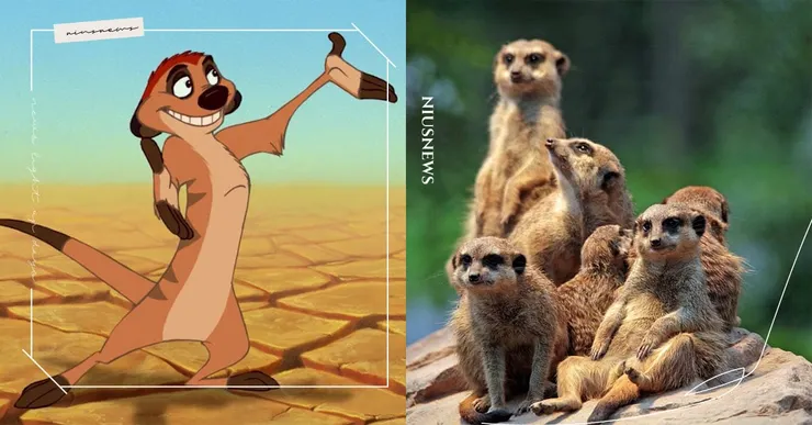 請你一定要相信本蛙,丁滿如果真的想做大事,不要去找彭彭這樣的豬隊友,多培養一點自己人比較實際