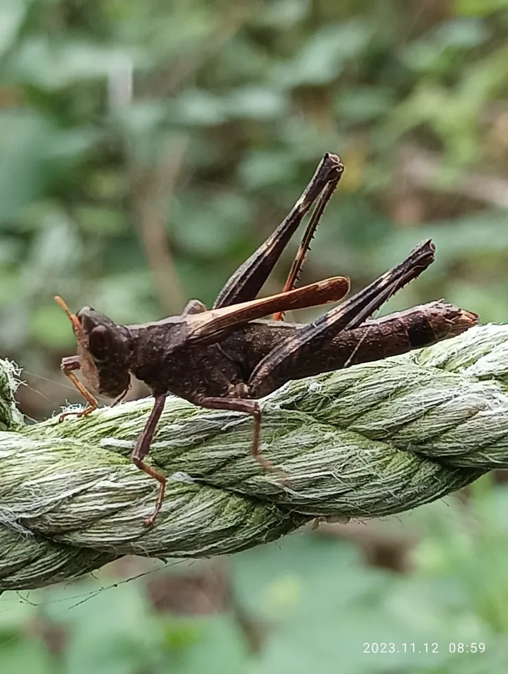 但把昆蟲身見，自拍