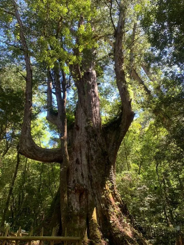 圖一：Yaya Qparung