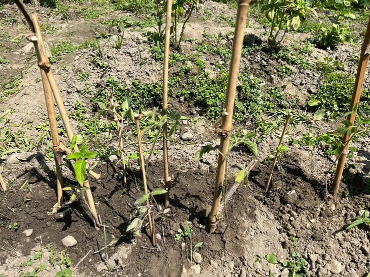 之前種了一株番茄，自己生了一"叢"小孩，把他們移出來分家。果然人工贏不過大自然的力量啊。