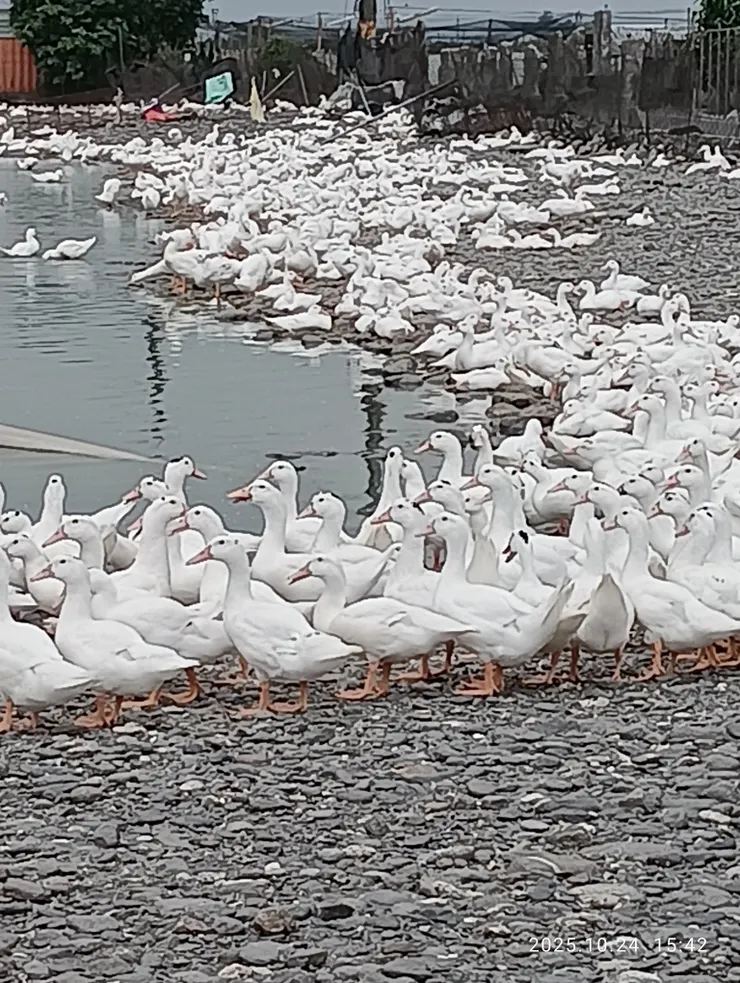 這就是將獻五臟廟之“薑母鴨”原貌呢！
