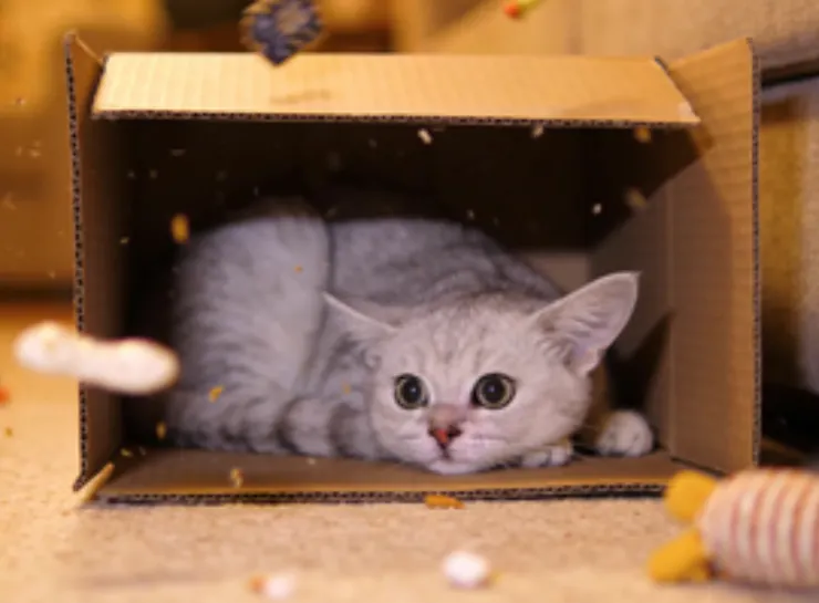 貓咪是天生的膽小鬼