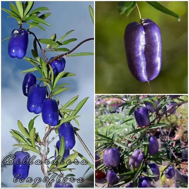 紫色蘋果莓 (Billardiera longif)