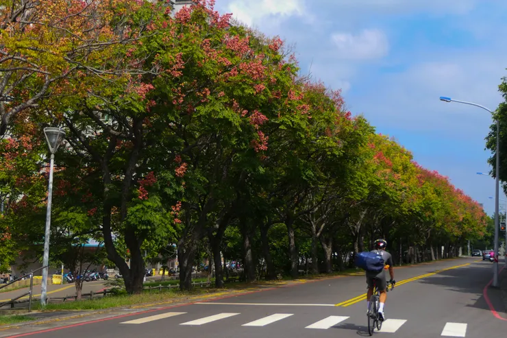 一整排台灣欒樹盛開中