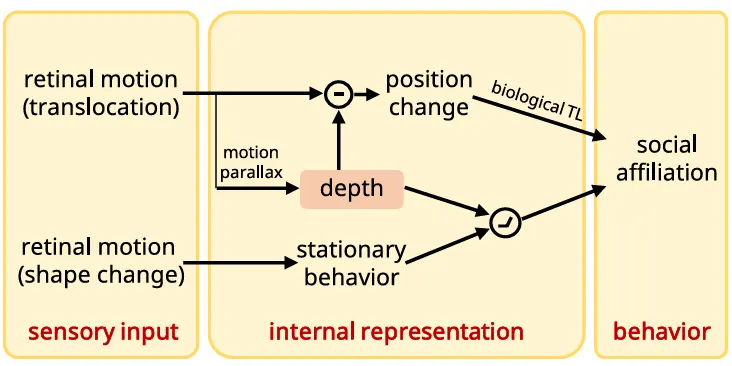 圖四：根據實驗結果提出的模型（詳盡的內容請閱讀論文 Tsao et al. 2025 ）