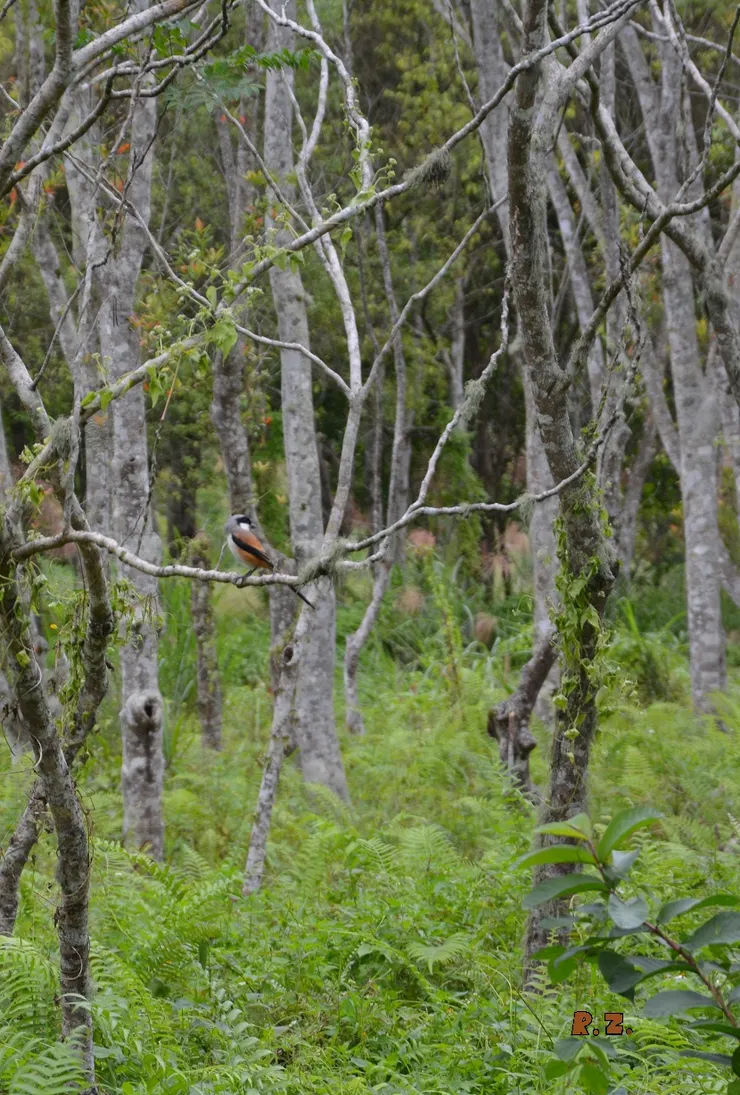 伯勞鳥在秋季南來 (陳傳義 拍攝)