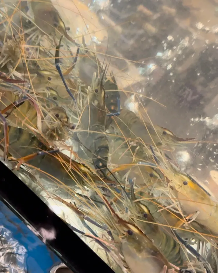活蝦現點現抓