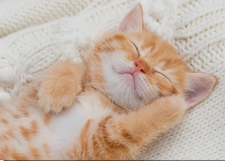 幼貓的叫聲通常較細小。