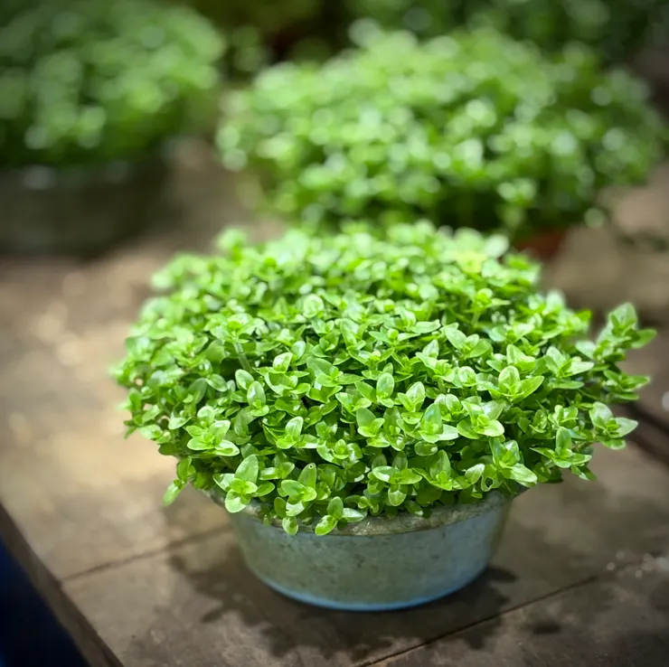 我喜歡它，但忘了名字