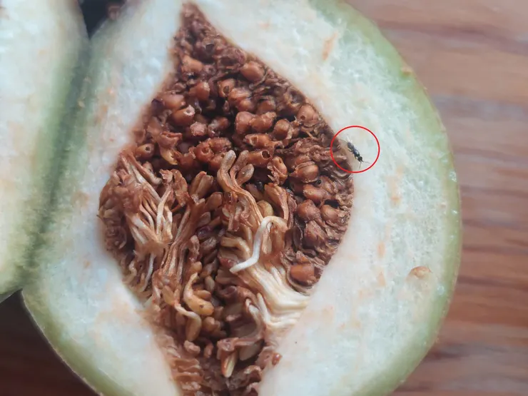 薜荔與薜荔小蜂在漫長演化過程，形成互利共生的關係，且具有專一性。右上角紅圈處即是雌的薜荔小蜂。