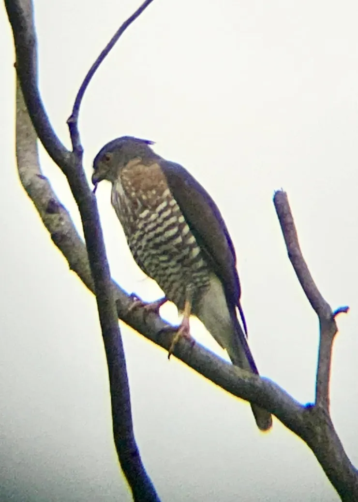 圖12 頭一轉，鳳頭特徵就出現了