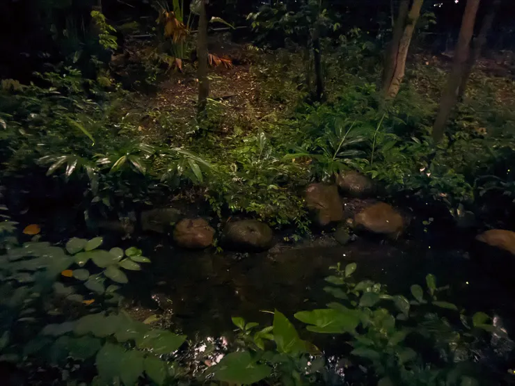 2026/04/25 戶外螢火蟲