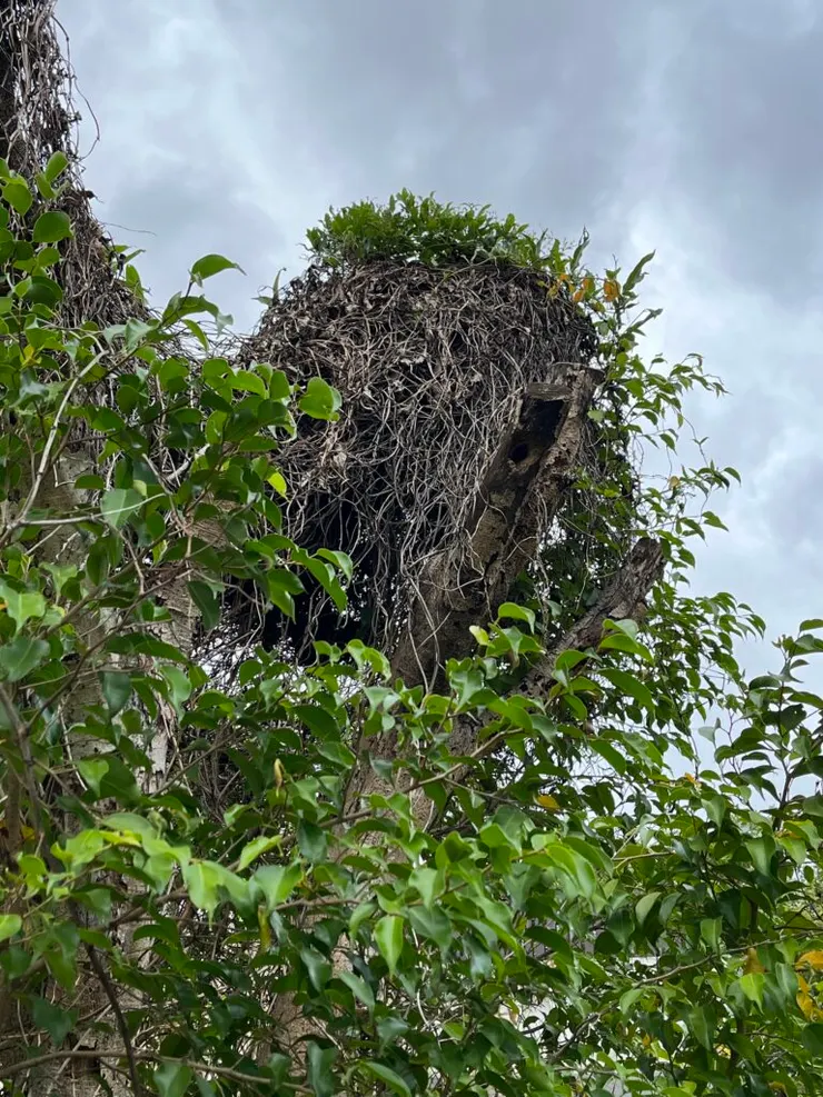 找找看五色鳥的家