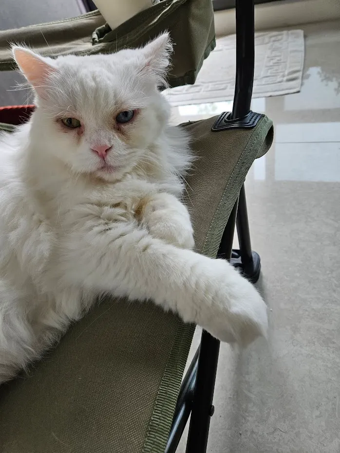 這隻是本文主角,kuja的貓,雖然她喜歡當貓皇