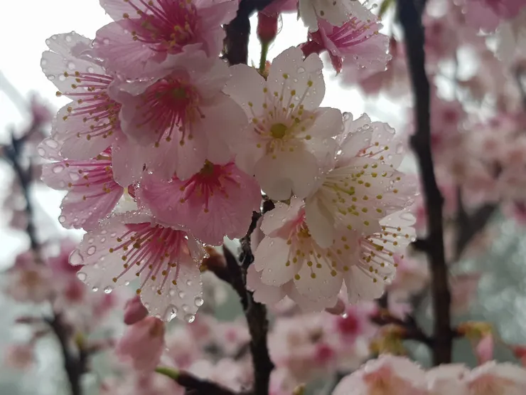 雨珠謀殺了我的底片