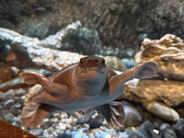 海洋公園新迎來的保育類豬鼻龜加入海洋大家庭