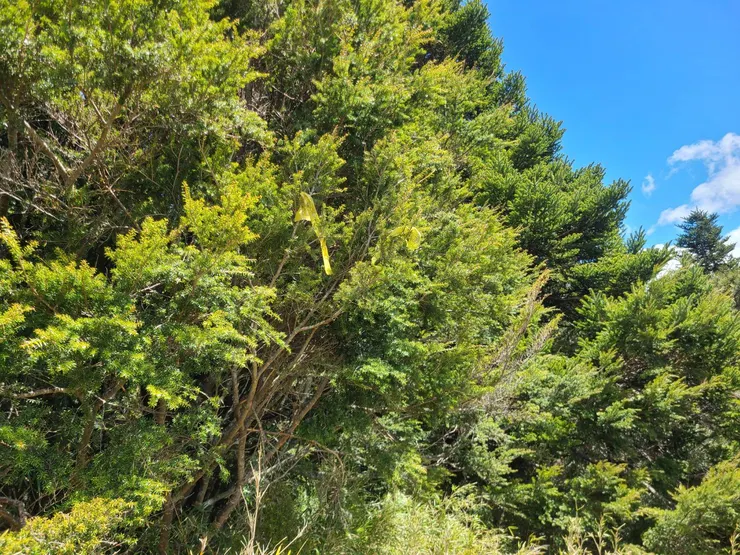 近看,樹林切入點有3個黃布條