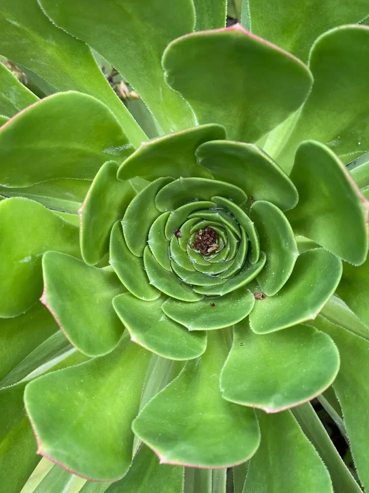 仙人掌由上往下拍