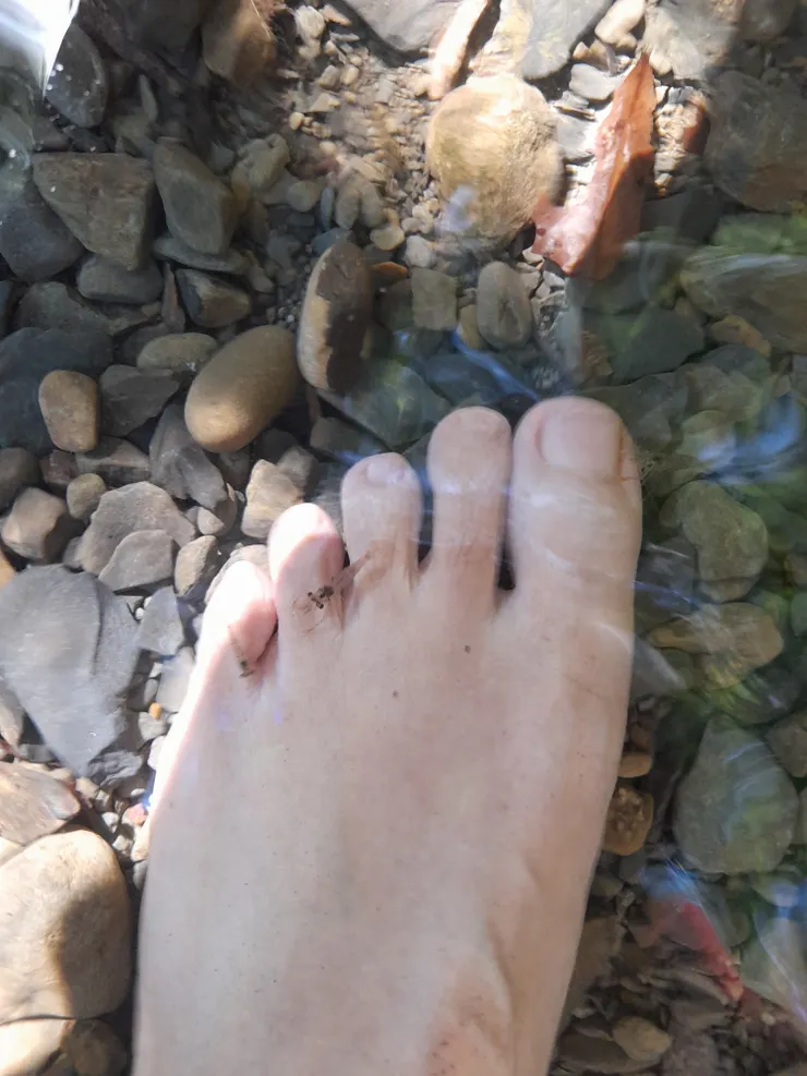 腳趾上的溪蝦