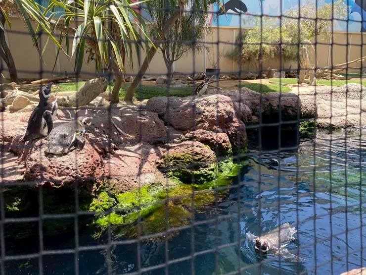 麥哲倫企鵝的棲息地並不是極地，而是南美洲，所以也不需要太冷的環境