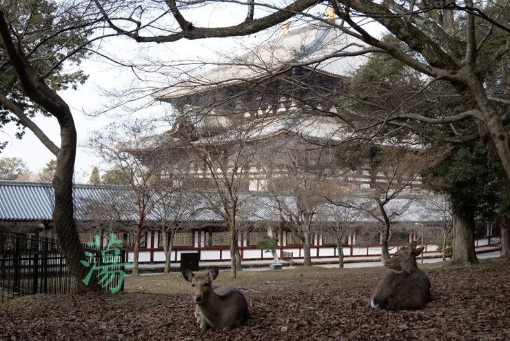 遠眺東大寺。