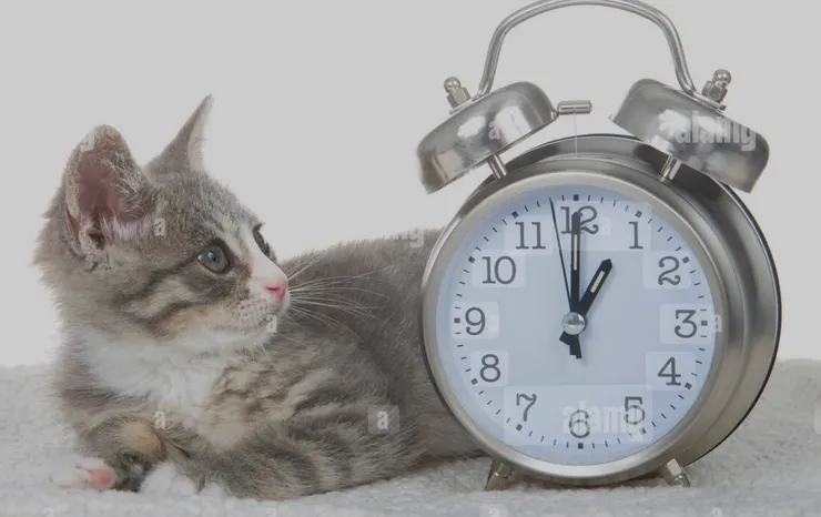 有些貓主子對時間有一定的概念，知道奴才何時回到家、何時有罐罐可吃。