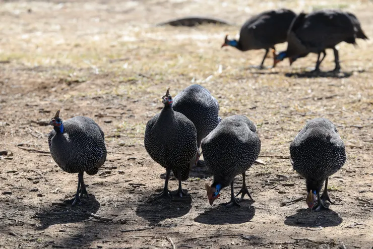 大草原上的珠雞