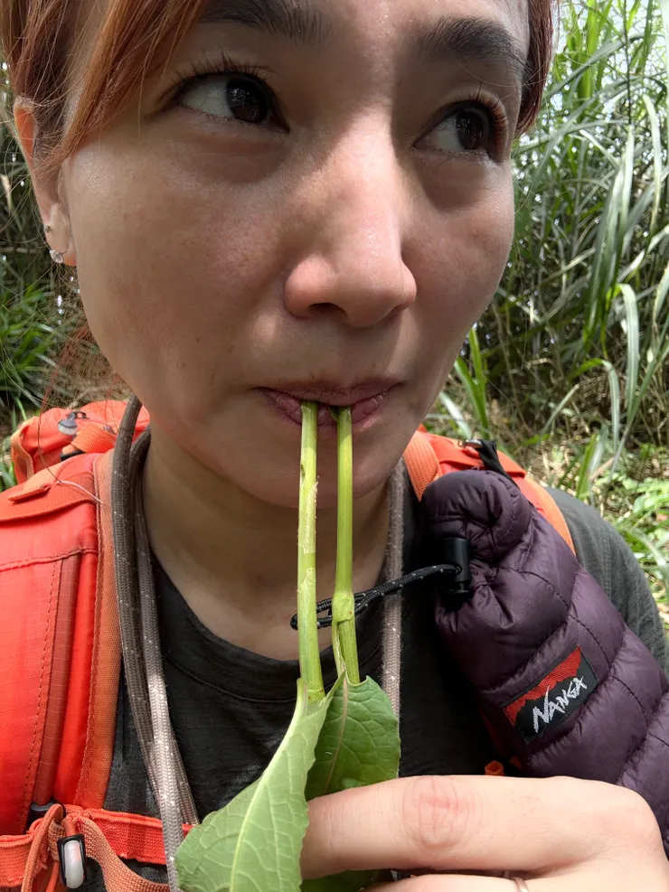 朋友說這草據說可以泡酒治蛇毒,拿了一條給我試吃!🤣