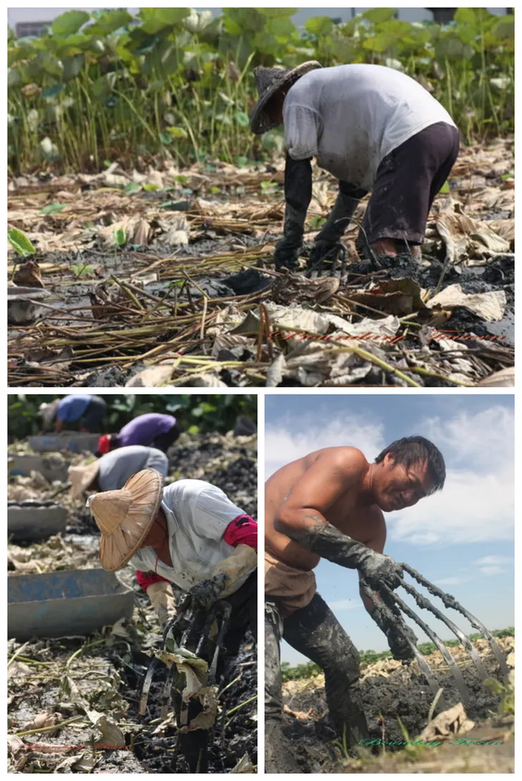 挖藕前先將荷葉割除，要使用特製的鐵耙，還必須熟悉藕根的生長特性。