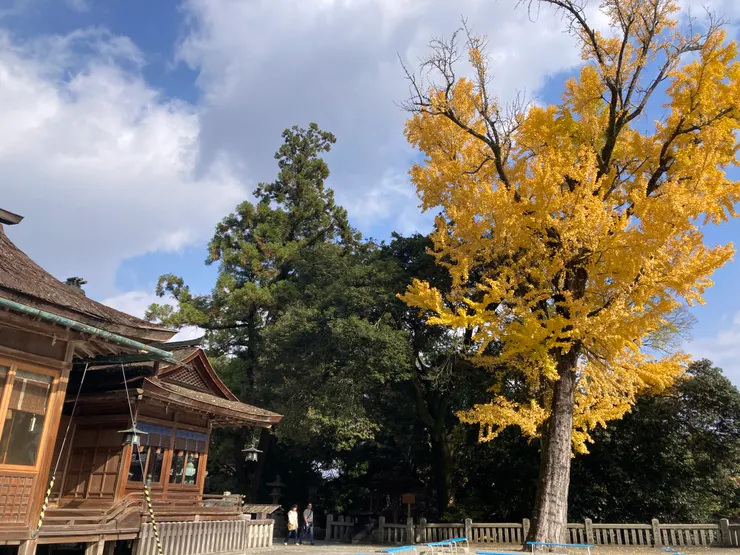 秋日陽光下的美麗銀杏樹