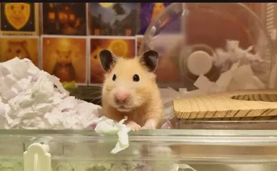 🐹《安比的地球觀察日記⑮》