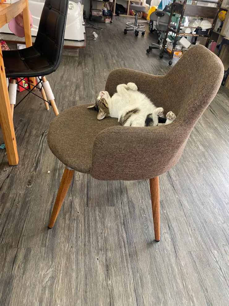 然後出賣一下房東的貓😹