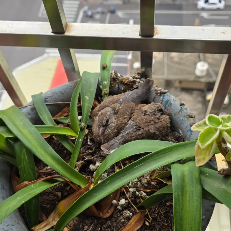 0424 拍攝，長大中，羽毛都長出來了。