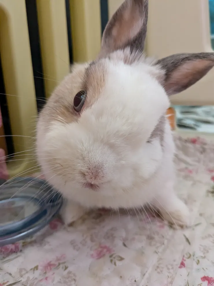 壽司出現歪頭現象後第二天的樣子