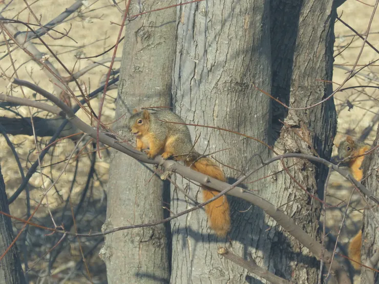 一笑傾城的小美人（左）
