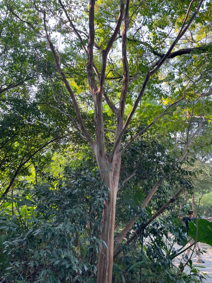 九穹/猴不爬、常被拿來嫁接紫薇