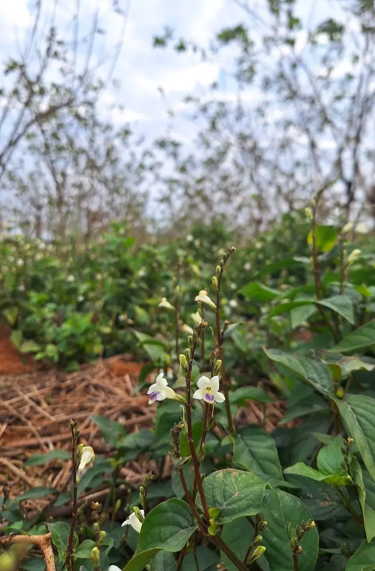 桑田裡的小花十萬錯(拍攝於南投名間)